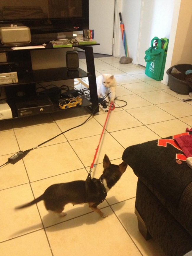 20 Gatti Dispettosi che Hanno la Meglio sui Cani