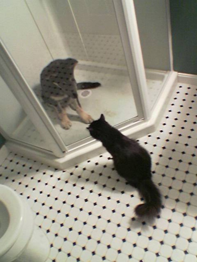 20 Gatti Dispettosi che Hanno la Meglio sui Cani