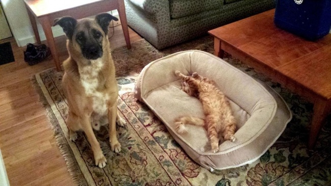 20 Gatti Dispettosi che Hanno la Meglio sui Cani