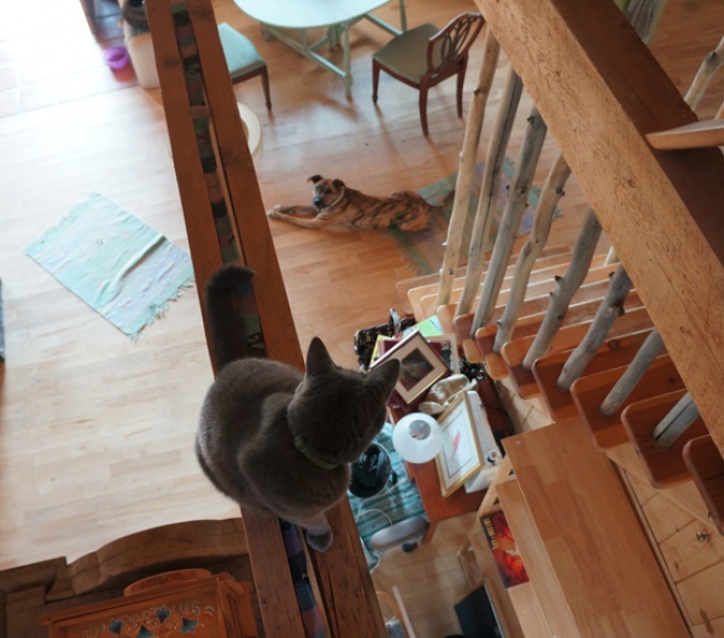 20 Gatti Dispettosi che Hanno la Meglio sui Cani