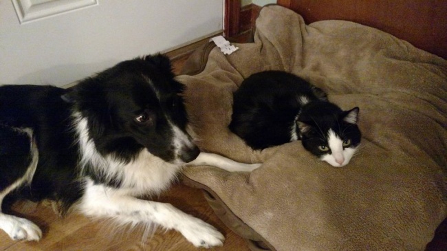 20 Gatti Dispettosi che Hanno la Meglio sui Cani