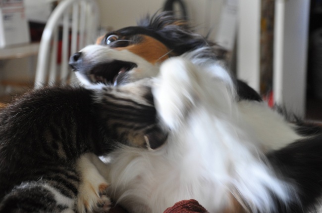 20 Gatti Dispettosi che Hanno la Meglio sui Cani
