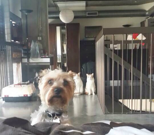 20 Gatti Dispettosi che Hanno la Meglio sui Cani