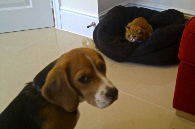 20 Gatti Dispettosi che Hanno la Meglio sui Cani