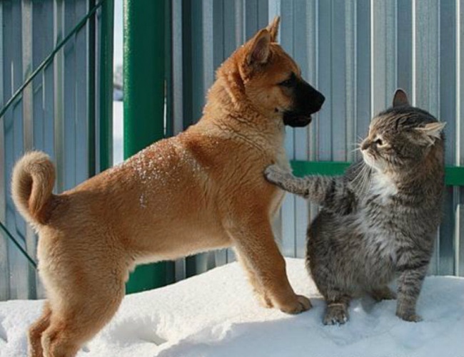 20 Gatti Dispettosi che Hanno la Meglio sui Cani