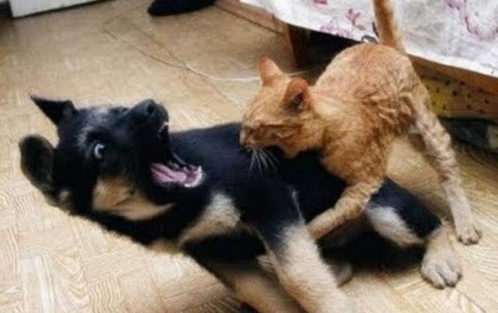 20 Gatti Dispettosi che Hanno la Meglio sui Cani