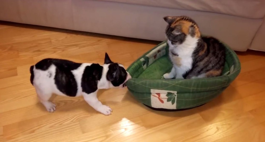 20 Gatti Dispettosi che Hanno la Meglio sui Cani