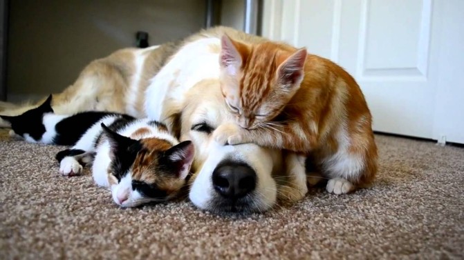 20 Gatti Dispettosi che Hanno la Meglio sui Cani