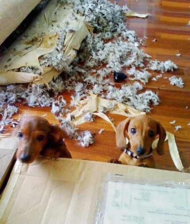 30 Animali Colti sul Fatto che si Sentono in Colpa