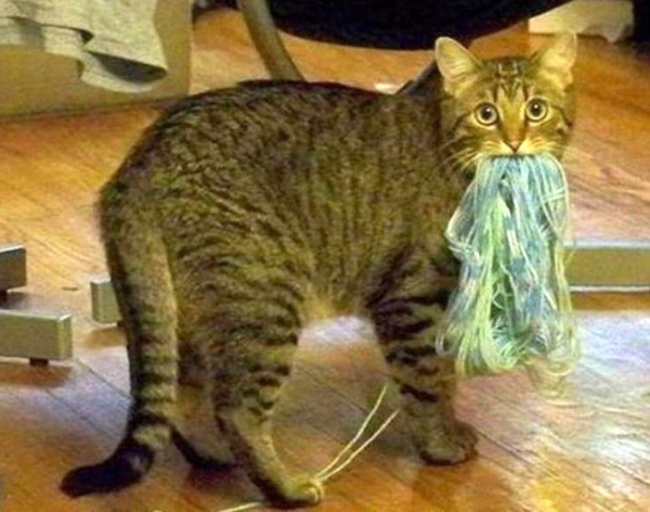 30 Animali Colti sul Fatto che si Sentono in Colpa