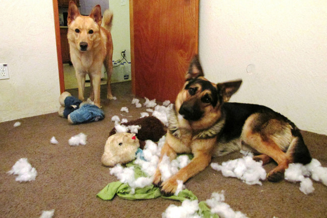 30 Animali Colti sul Fatto che si Sentono in Colpa