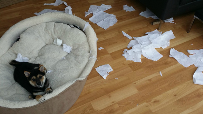 30 Animali Colti sul Fatto che si Sentono in Colpa