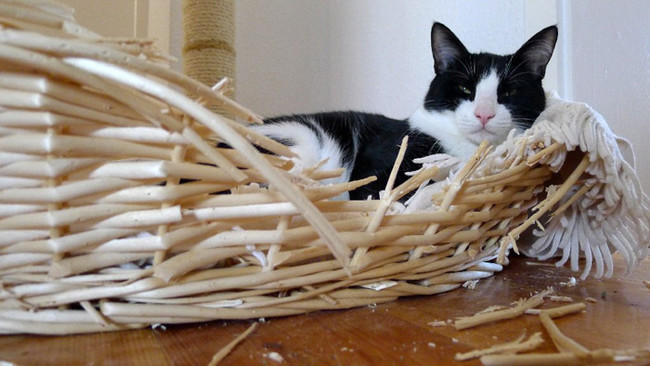 30 Animali Colti sul Fatto che si Sentono in Colpa