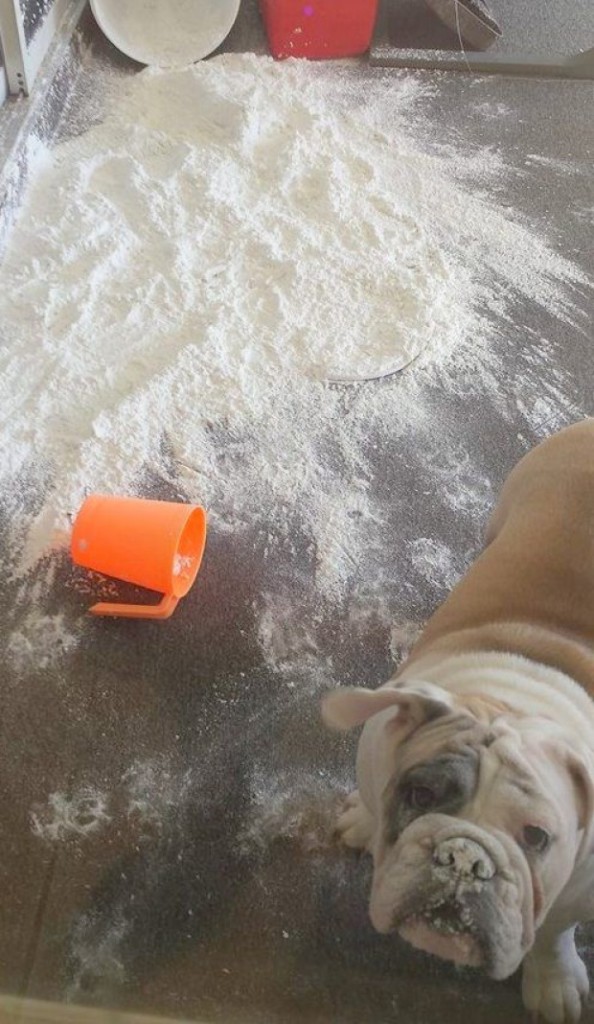 30 Animali Colti sul Fatto che si Sentono in Colpa