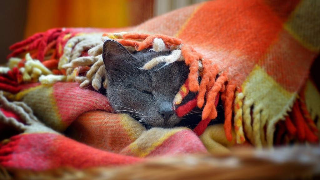 30 Foto di Gatti che Amano il Caldo più di Qualsiasi Altra Cosa