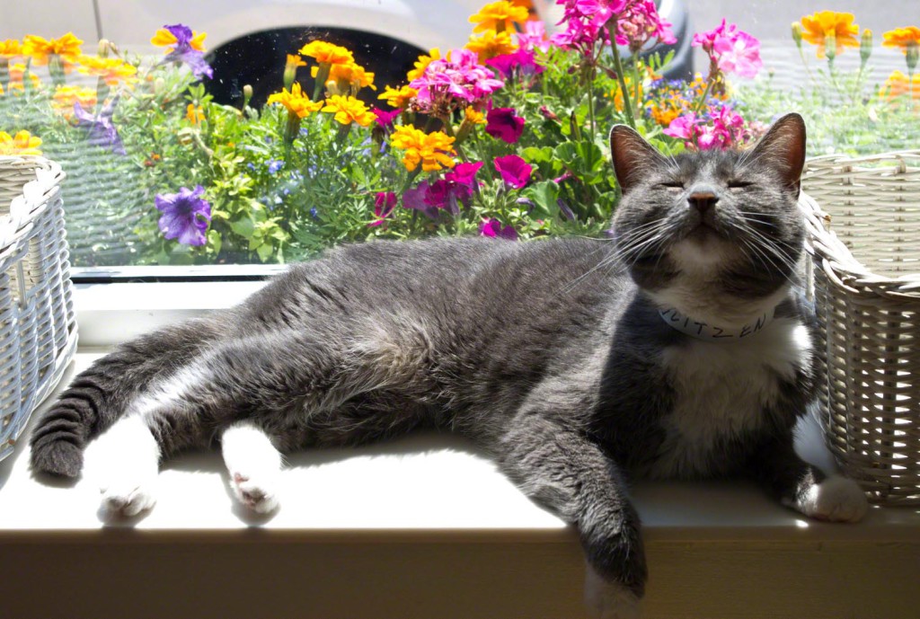 30 Foto di Gatti che Amano il Caldo più di Qualsiasi Altra Cosa