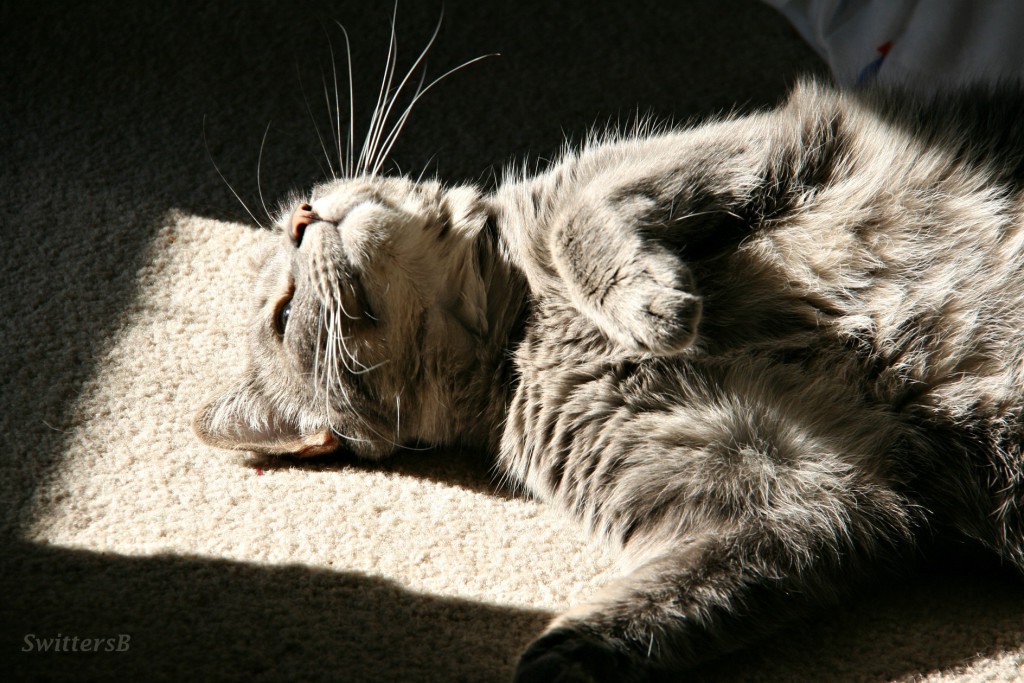 30 Foto di Gatti che Amano il Caldo più di Qualsiasi Altra Cosa