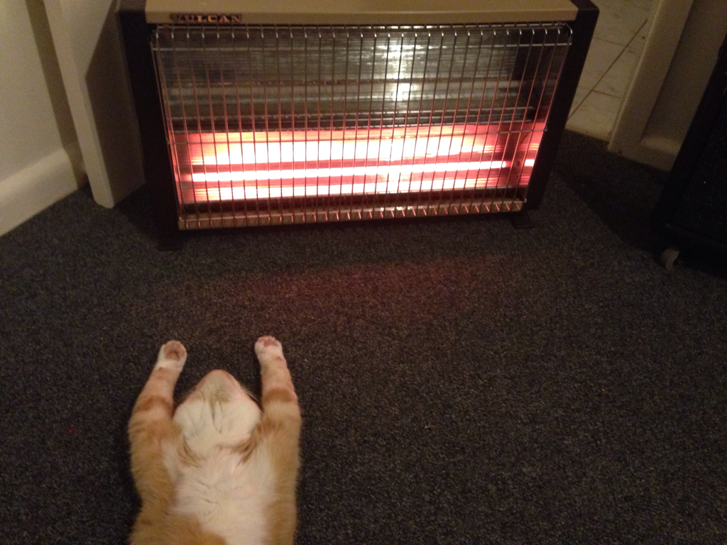 30 Foto di Gatti che Amano il Caldo più di Qualsiasi Altra Cosa