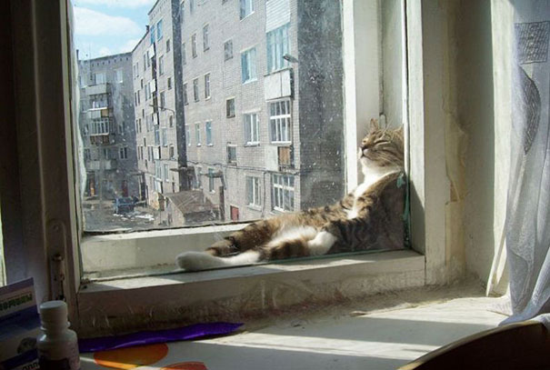30 Foto di Gatti che Amano il Caldo più di Qualsiasi Altra Cosa