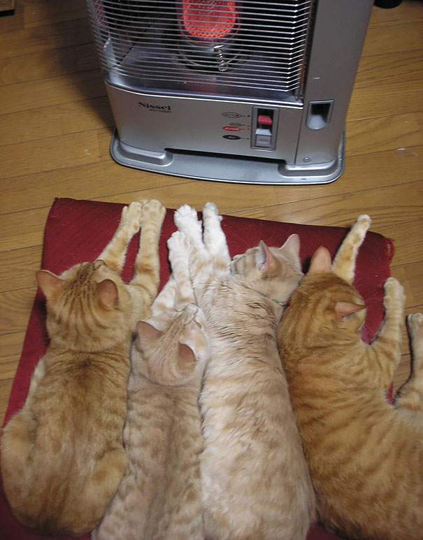 30 Foto di Gatti che Amano il Caldo più di Qualsiasi Altra Cosa
