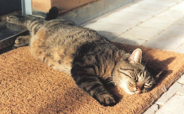 30 Foto di Gatti che Amano il Caldo più di Qualsiasi Altra Cosa