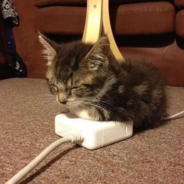30 Foto di Gatti che Amano il Caldo più di Qualsiasi Altra Cosa