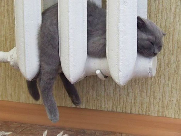 30 Foto di Gatti che Amano il Caldo più di Qualsiasi Altra Cosa