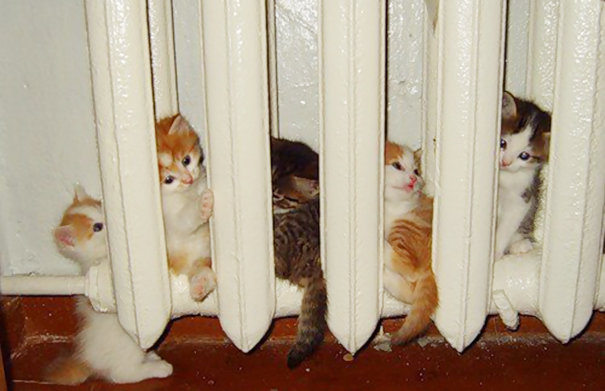 30 Foto di Gatti che Amano il Caldo più di Qualsiasi Altra Cosa