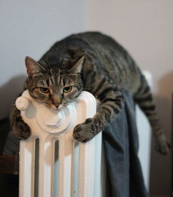 30 Foto di Gatti che Amano il Caldo più di Qualsiasi Altra Cosa