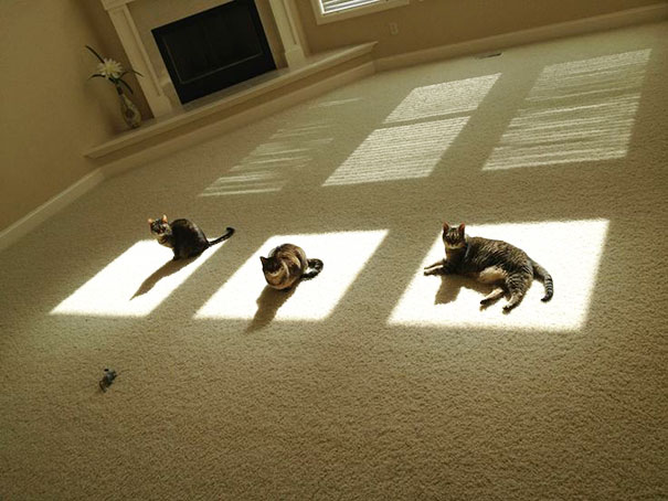 30 Foto di Gatti che Amano il Caldo più di Qualsiasi Altra Cosa
