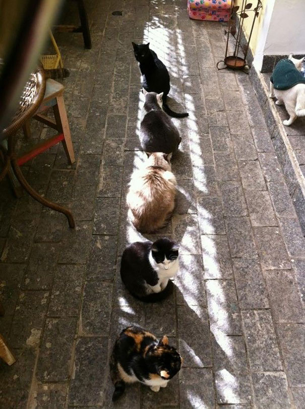 30 Foto di Gatti che Amano il Caldo più di Qualsiasi Altra Cosa