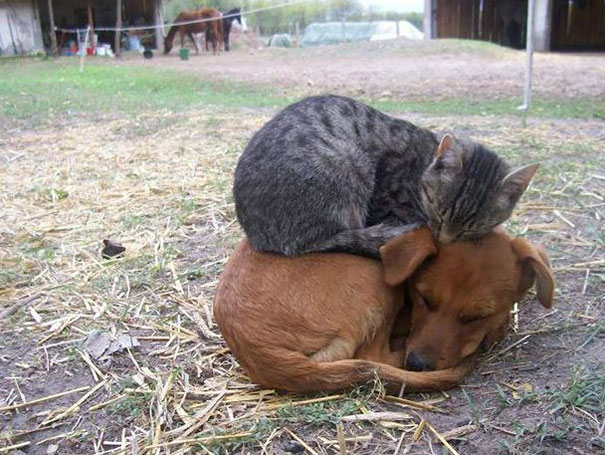 30 Foto di Gatti che Amano il Caldo più di Qualsiasi Altra Cosa