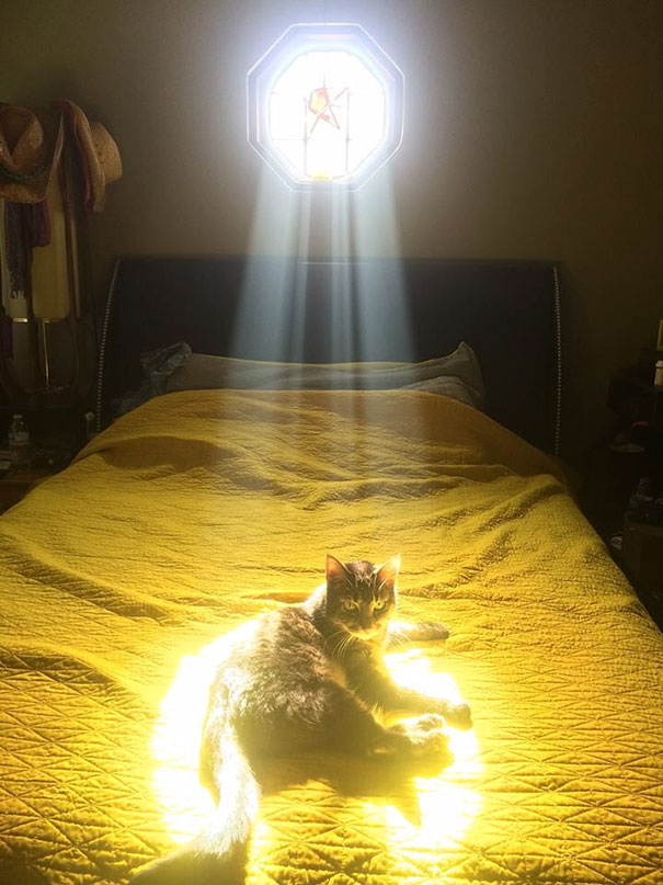 30 Foto di Gatti che Amano il Caldo più di Qualsiasi Altra Cosa