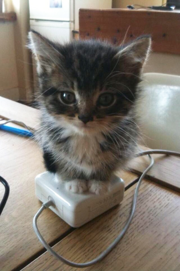 30 Foto di Gatti che Amano il Caldo più di Qualsiasi Altra Cosa