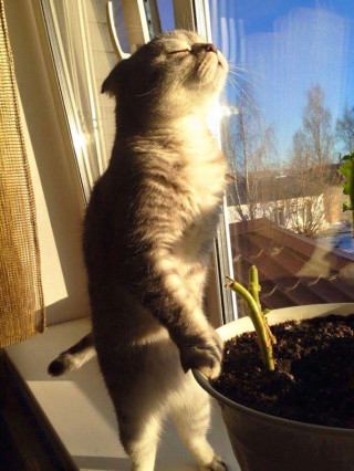 30 Foto di Gatti che Amano il Caldo più di Qualsiasi Altra Cosa 30 Foto di Gatti che Amano il Caldo più di Qualsiasi Altra Cosa