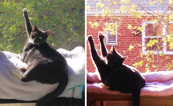 30 Foto di Gatti che Amano il Caldo più di Qualsiasi Altra Cosa