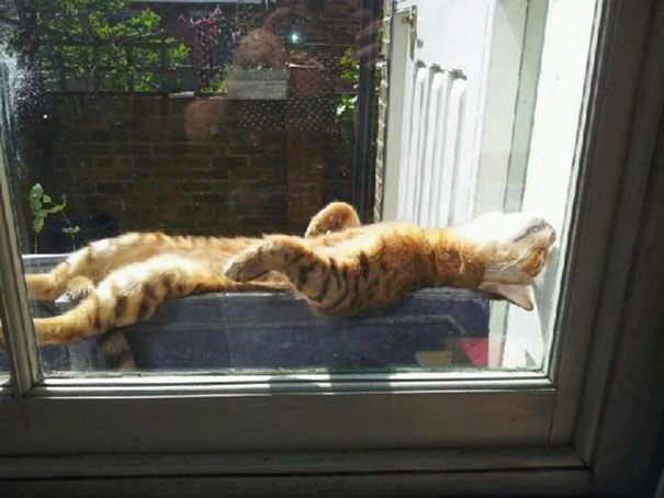 30 Foto di Gatti che Amano il Caldo più di Qualsiasi Altra Cosa