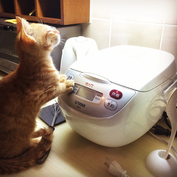 30 Foto di Gatti che Amano il Caldo più di Qualsiasi Altra Cosa