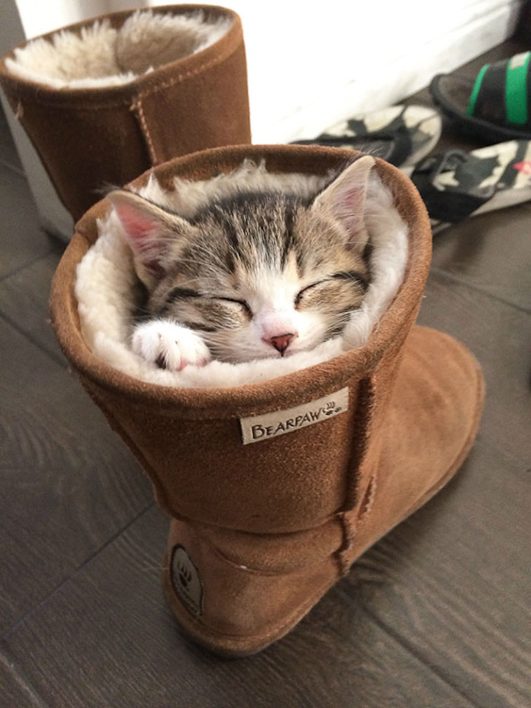 30 Foto di Gatti che Amano il Caldo più di Qualsiasi Altra Cosa