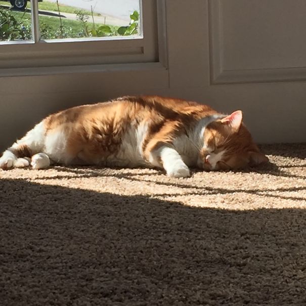 30 Foto di Gatti che Amano il Caldo più di Qualsiasi Altra Cosa