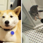 20 Gatti Dispettosi che Hanno la Meglio sui Cani