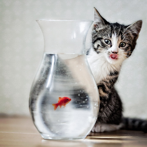 20 Buffe Espressioni degli Animali che vi Implorano per un Po' di Pappa!