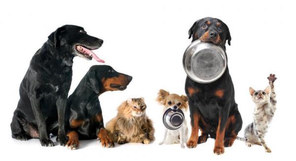 20 Buffe Espressioni degli Animali che vi Implorano per un Po' di Pappa!