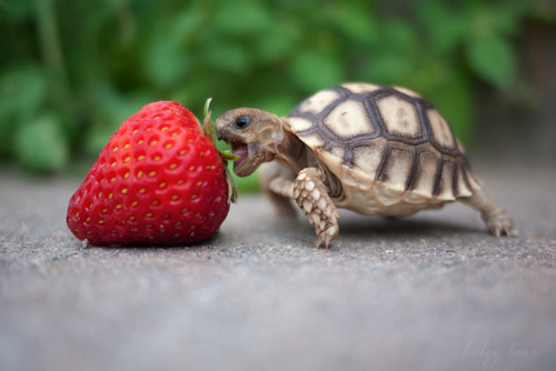 20 Buffe Espressioni degli Animali che vi Implorano per un Po' di Pappa!