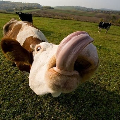 20 Buffe Espressioni degli Animali che vi Implorano per un Po' di Pappa!