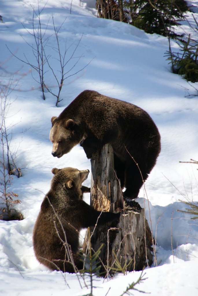 20 Buffe Espressioni degli Animali che vi Implorano per un Po' di Pappa!