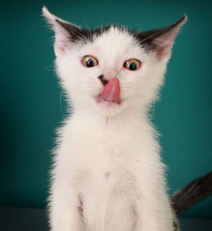 20 Buffe Espressioni degli Animali che vi Implorano per un Po' di Pappa!