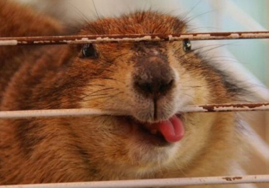 20 Buffe Espressioni degli Animali che vi Implorano per un Po' di Pappa!