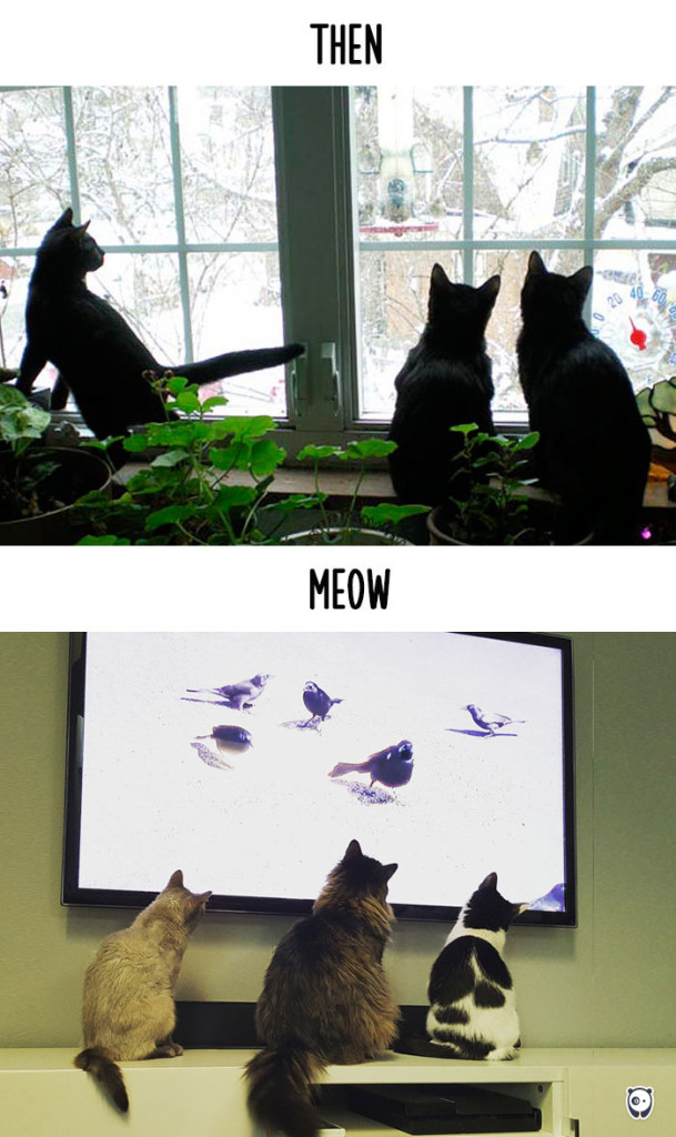 14 Foto che Dimostrano Com'è Cambiata la Vita dei Gatti con la Tecnologia