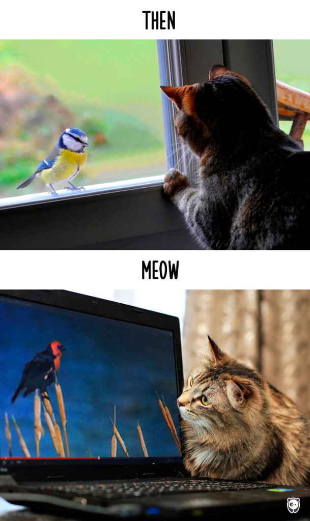 14 Foto che Dimostrano Com'è Cambiata la Vita dei Gatti con la Tecnologia
